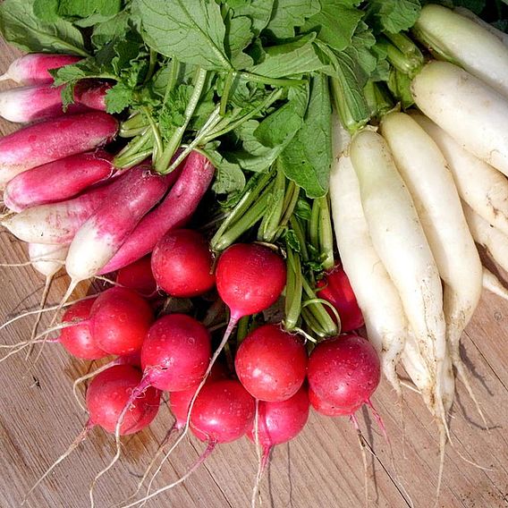 Radish 'Mixed' - Organic Seeds