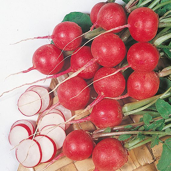 Radish 'Cherry Belle' - Seeds