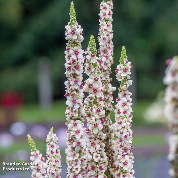 Verbascum 'Snowy Spires' - Seeds