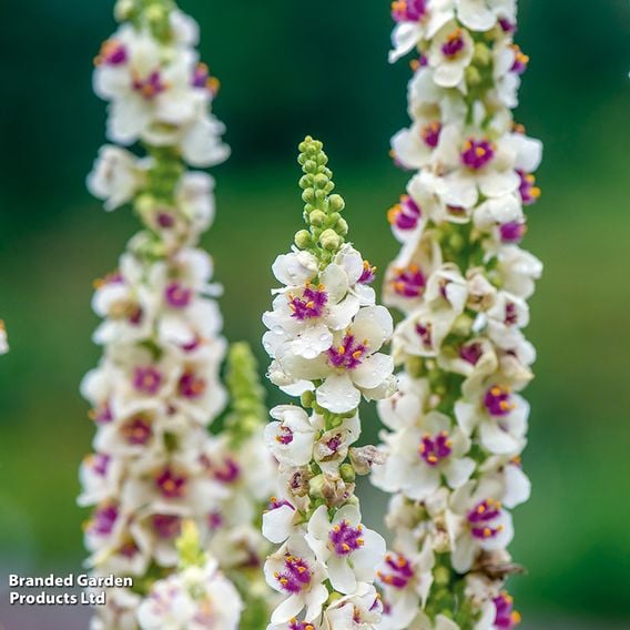 Verbascum 'Snowy Spires' - Seeds
