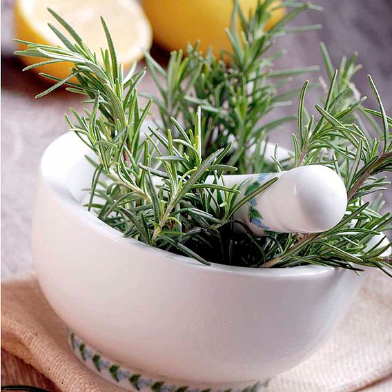 Rosemary Seeds