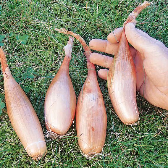 Onion 'Zebrune' - Seeds