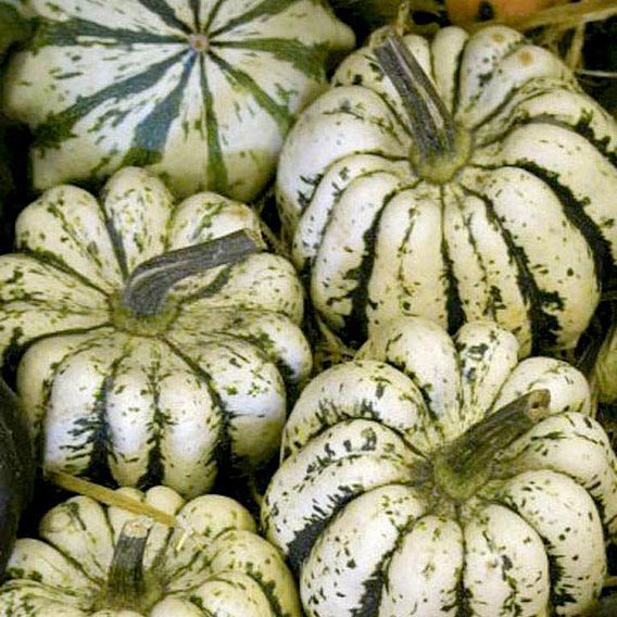 Squash & Pumpkin 'Sweet Dumpling' - Organic Seeds