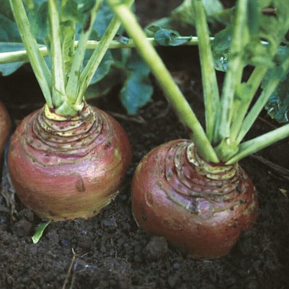 Swede 'Invitation' - Seeds