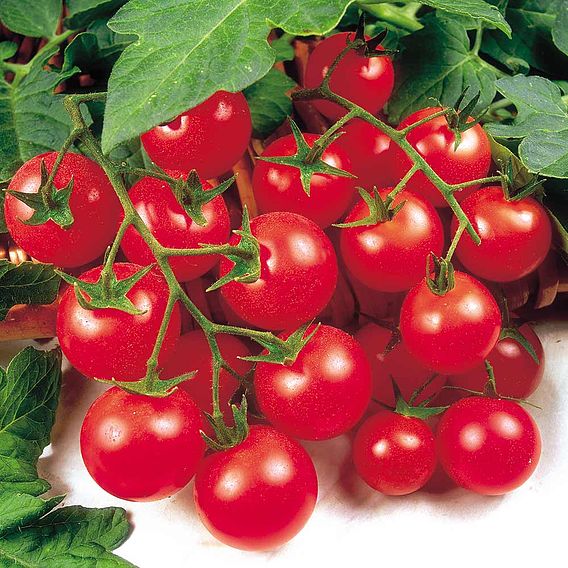 Tomato 'Gardener's Delight' (Grafted)