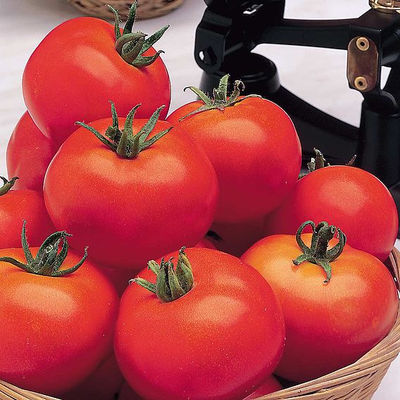 Tomato (Organic) Seeds - Moneymaker (Indeterminate)