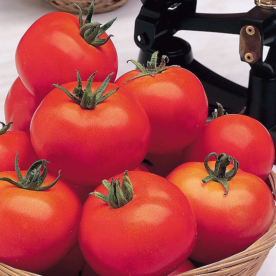 Tomato 'Moneymaker' (Indeterminate) - Organic Seeds
