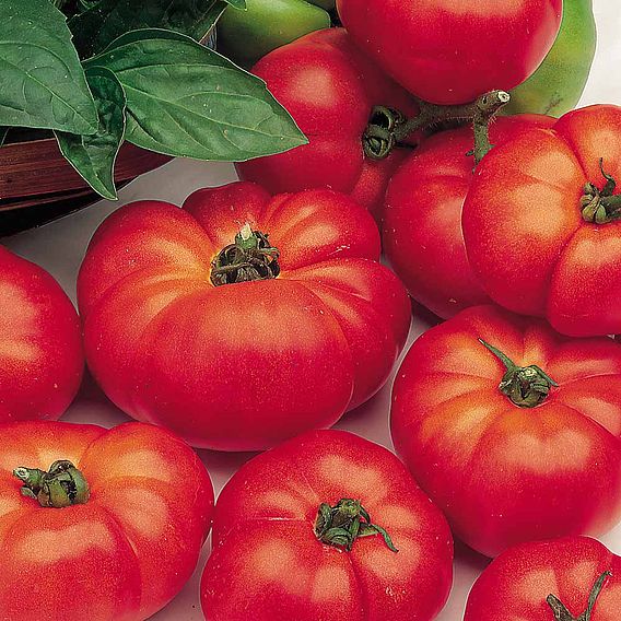 Tomato Plants - Grow Bag Collection