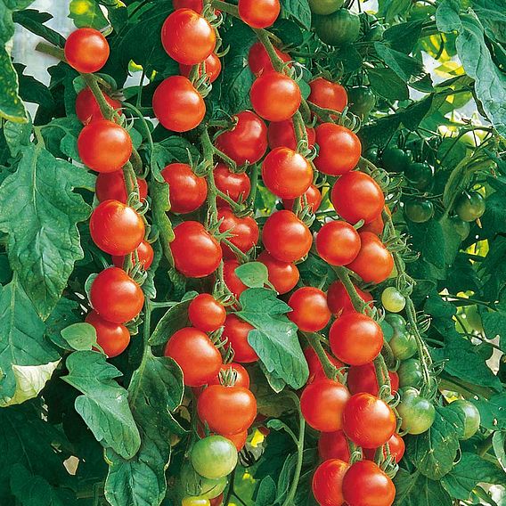 Tomato Gardeners Favourite Collection (Grafted)