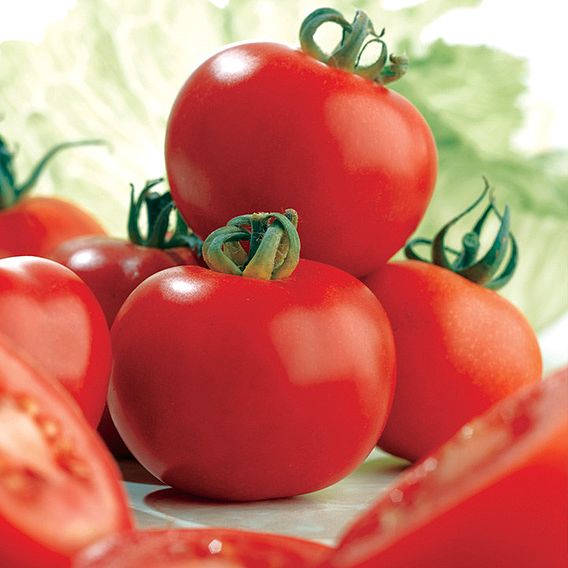 Tomato 'Ailsa Craig' (Indeterminate) - Seeds