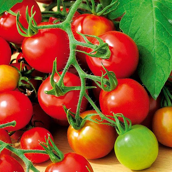 Tomato 'Red Alert' (Determinate) - Seeds