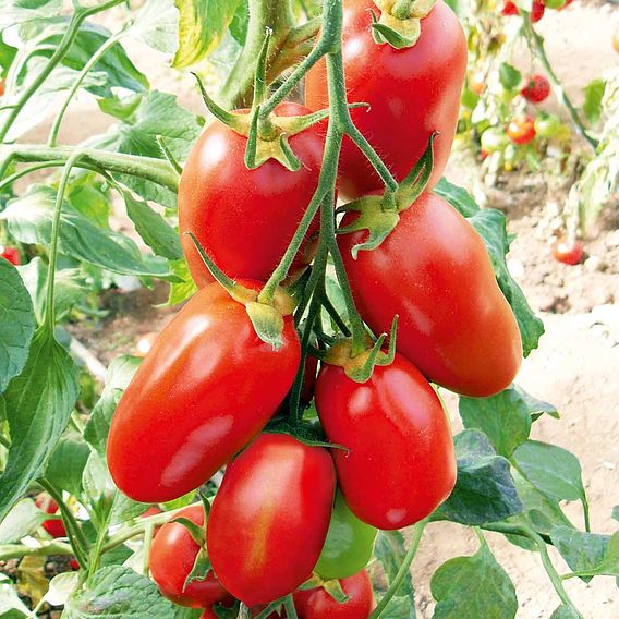 Tomato 'Giulietta' F1 (Grafted)