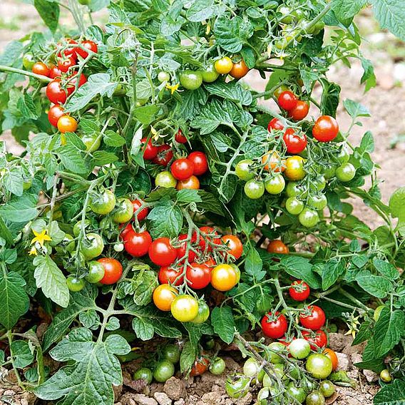 Tomato 'Lizzano' F1 (Grafted)