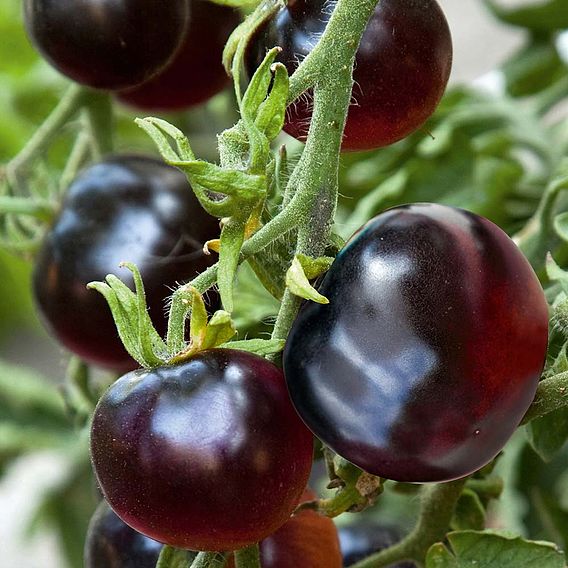 Tomato 'Indigo Rose' (Grafted)