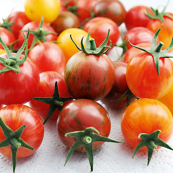 Tomato 'Artisan Bumble Bee Mix' (Indeterminate) - Seeds