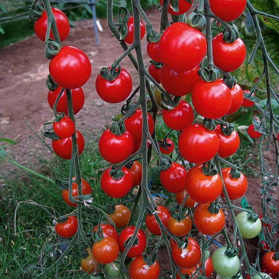 Tomato Plants - Sweet Aperitif