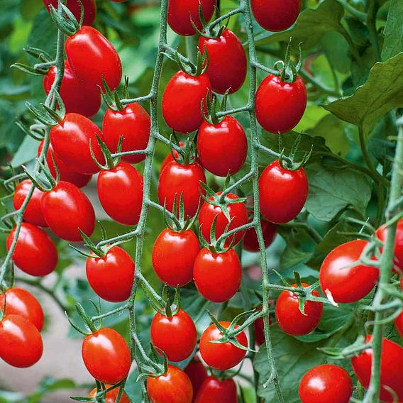 Tomato 'Aviditas' (Grafted)