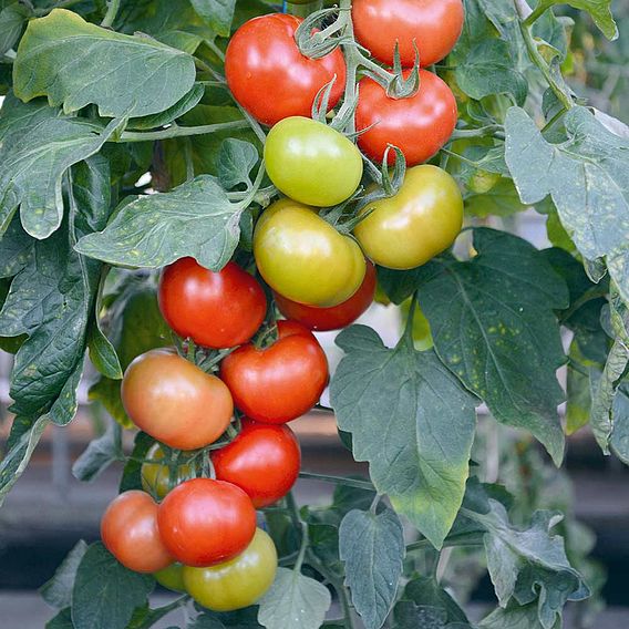 Tomato 'Crimson Crush' F1 (Indeterminate) - Seeds