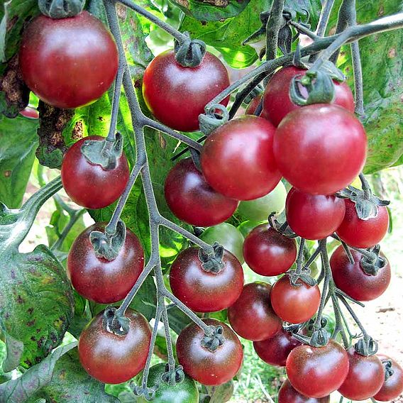 Tomato 'Rosella' (Grafted)