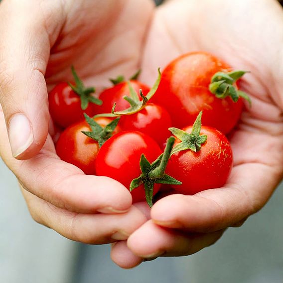 Tomato 'Gardener's Delight' (Grafted)