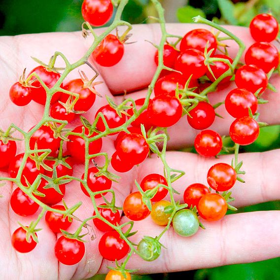 Tomato Red Currant (Determinate)