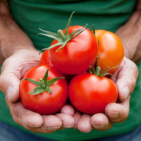 Tomato 'Moneymaker' (Grafted)