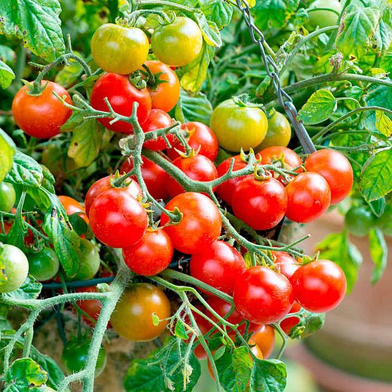 Tomato Plants - Tumbling Bella