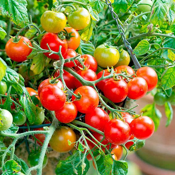 Tomato 'Tumbling Bella'