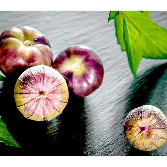 Tomatillo 'Purple' - Organic Seeds