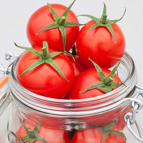 Tomato 'Summerlast'