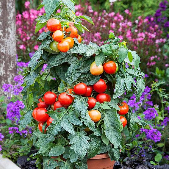 Tomato 'Summerlast'
