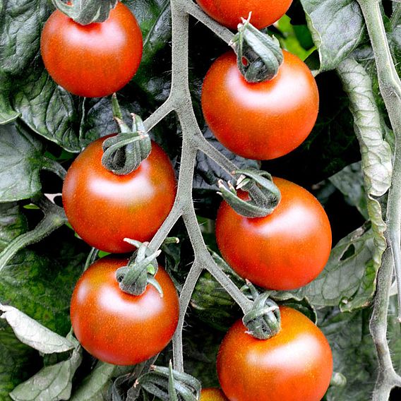 Tomato Seeds - Ruby Falls (Indeterminate)
