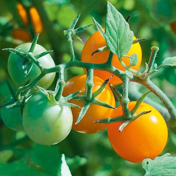 Tomato 'Honeycomb' (Grafted)