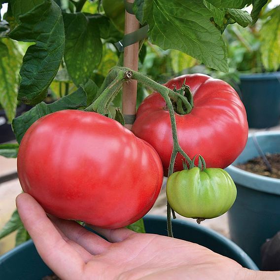 Tomato Seeds - Crimson Blush F1 (Indeterminate)