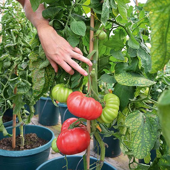 Tomato 'Crimson Blush' F1 (Indeterminate) - Seeds