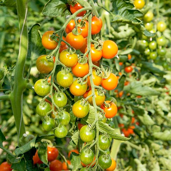 Tomato 'Honeycomb' (Grafted)