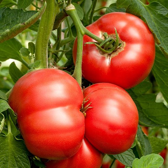 Tomato 'Crimson Blush' (Grafted)