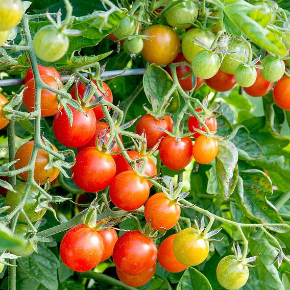 Tomato 'Koralik' (Determinate) - Organic Seeds