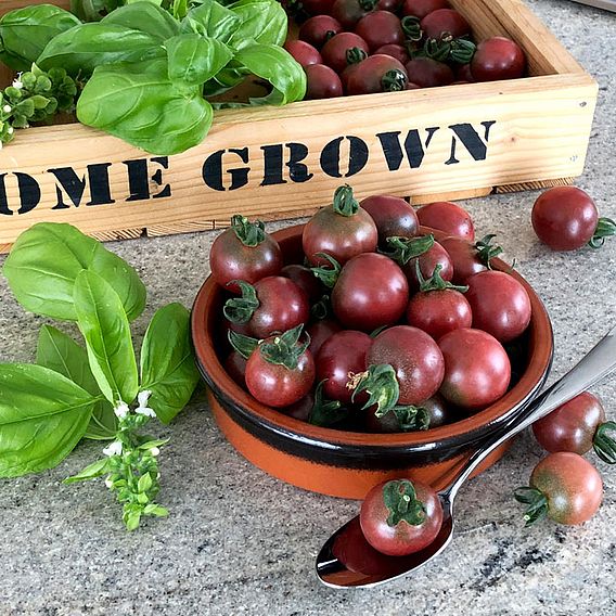 Tomato 'Rosella' (Grafted)