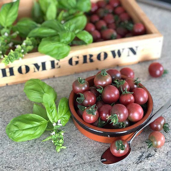 Tomato 'Rosella' (Grafted)