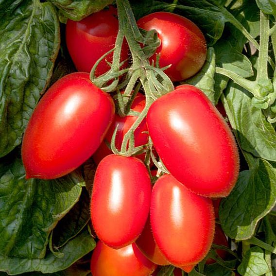 Tomato 'Crimson Plum' (Grafted)