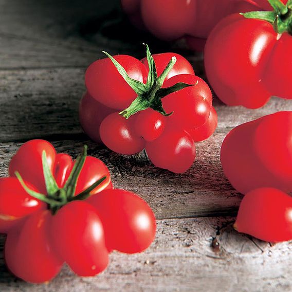 Tomato (Organic) Seeds - Reisetomate (Indeterminate)