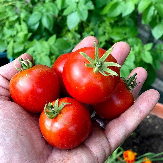 Tomato 'Bloody Butcher' (Indeterminate) - Seeds