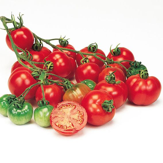 Tomato 'Bloody Butcher' (Indeterminate) - Seeds