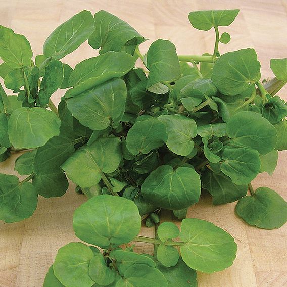 Leaf Salad Seeds - Watercress Aqua