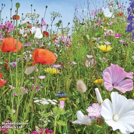 Native British Wildflower Mix 'Window Box' - Seeds