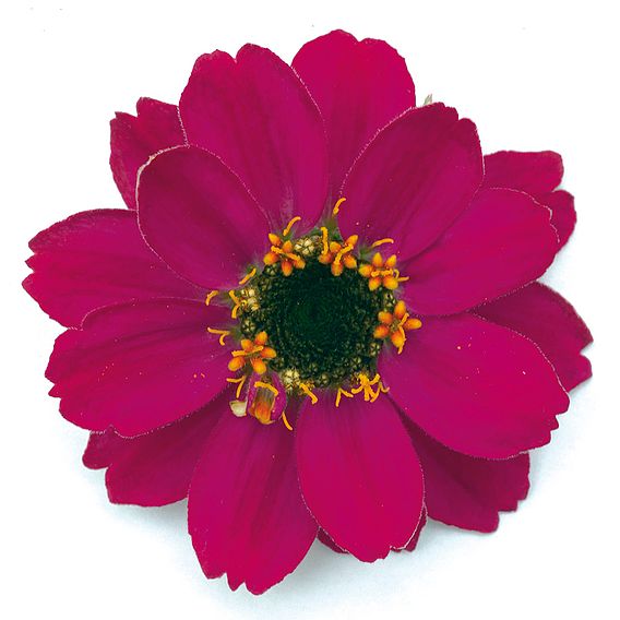 Zinnia 'Cherry Profusion' - Seeds