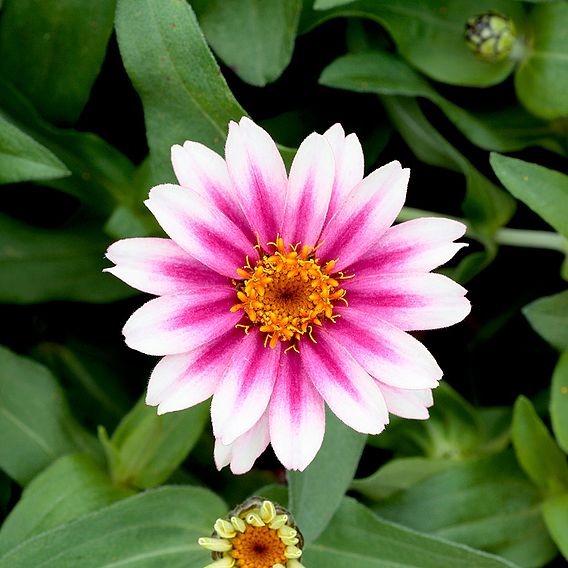 Zinnia 'Cherry Profusion' - Seeds