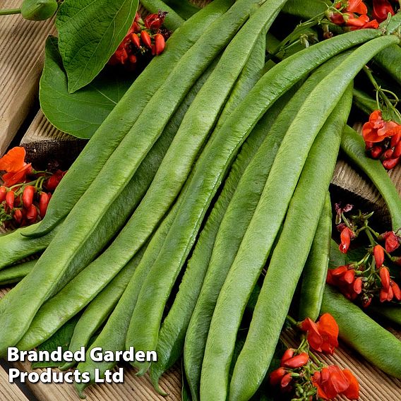 Runner Bean 'Scarlet Empire'