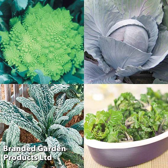 Our Selection Brassica Veg Plants